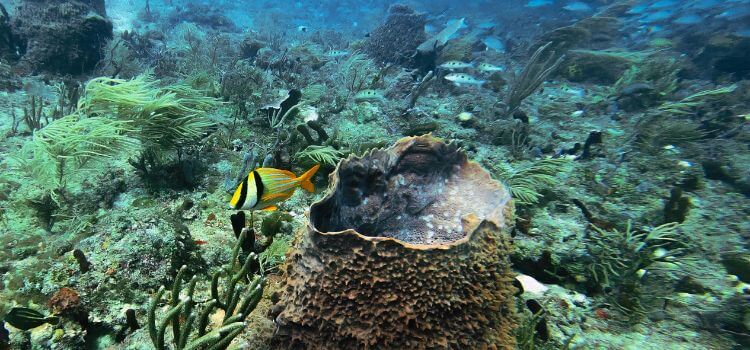 Best Features Snorkeling Spots in Kauai